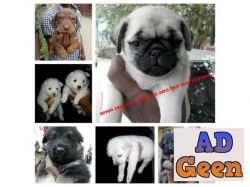 used Tri color perfect puppys just looking fr new homes 7090004941 for sale 